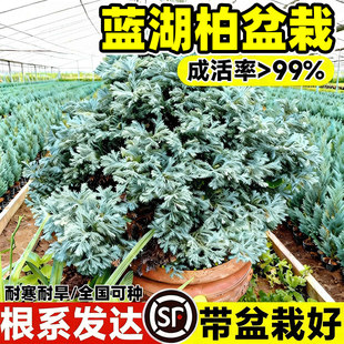 蓝湖柏盆栽蓝色波尔瓦庭院蓝冰柏树苗花镜造景绿植物耐寒四季常青