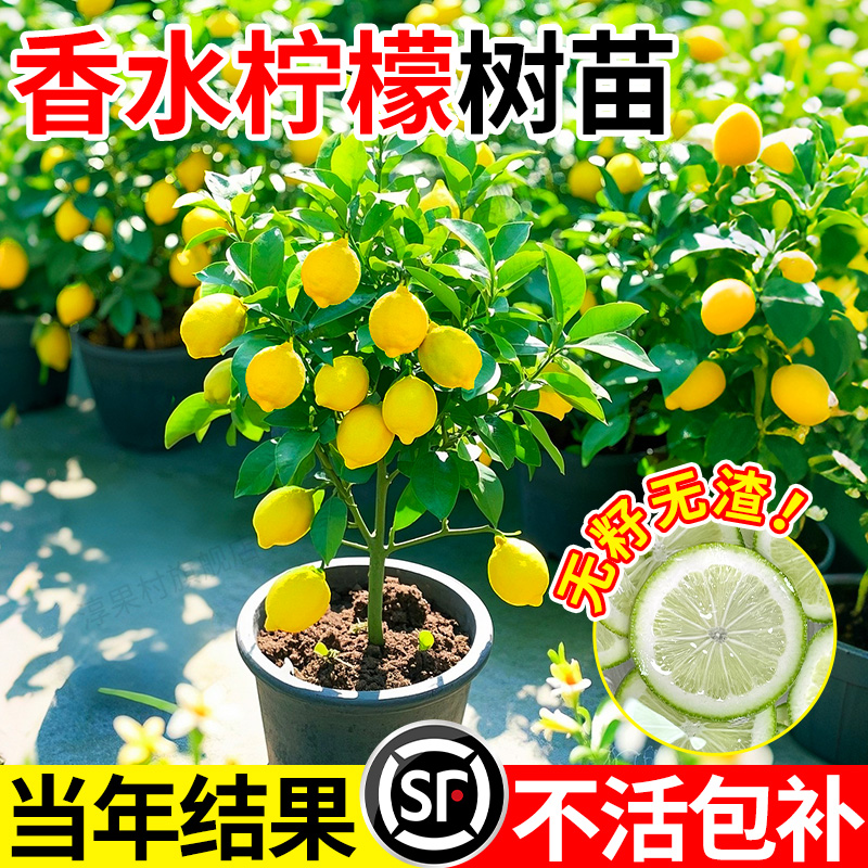 无籽香水柠檬树苗果南北方