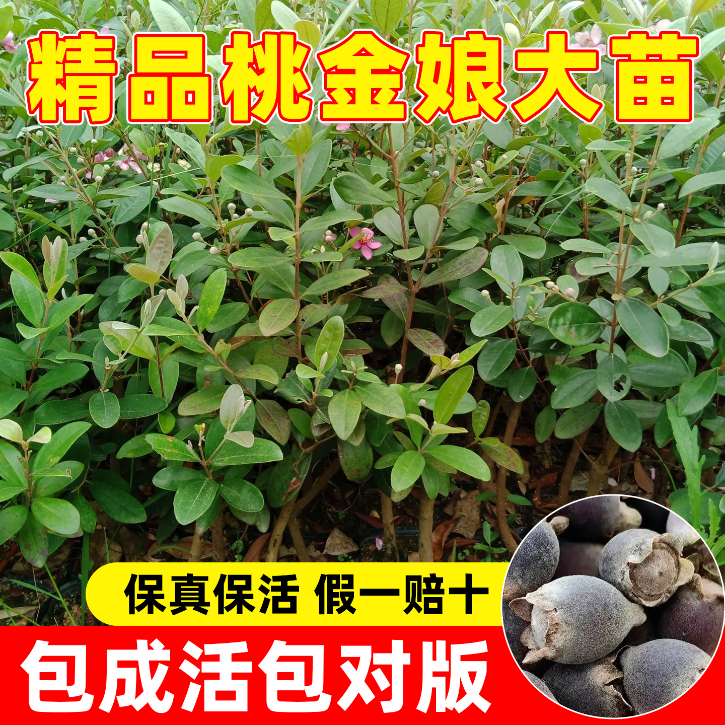 桃金娘树苗常绿南方北方种植