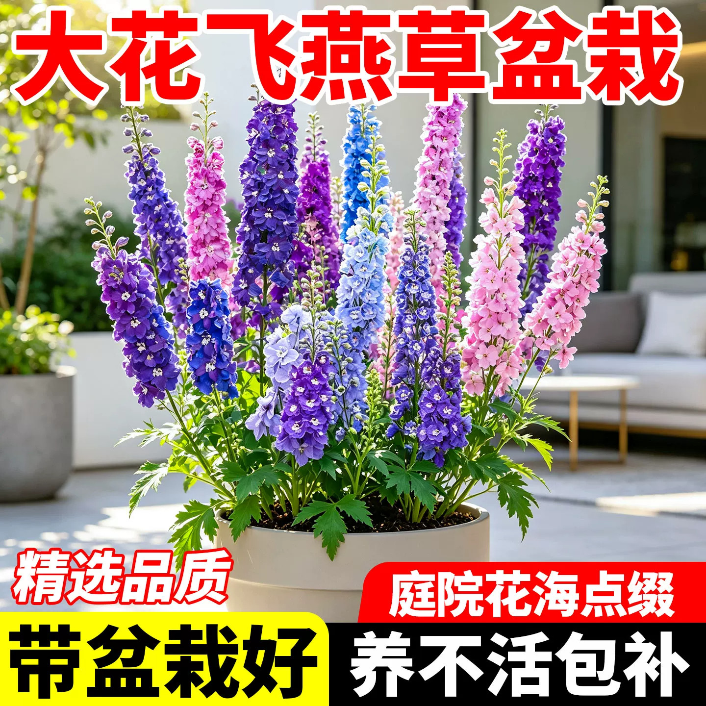 大花飞燕草盆栽重瓣花苗耐寒庭院图片