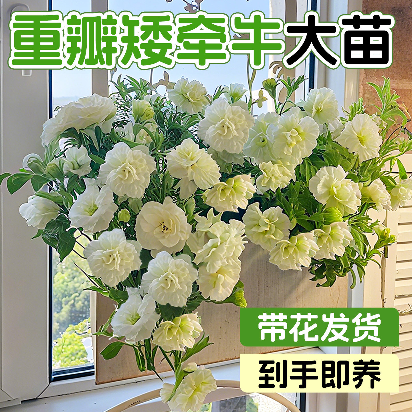 重瓣矮牵牛花苗盆栽带花苞室