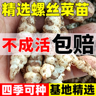 螺丝菜苗宝塔菜苗地环菜现挖现发新鲜宝塔菜地葫芦玉环菜地蚕秧苗