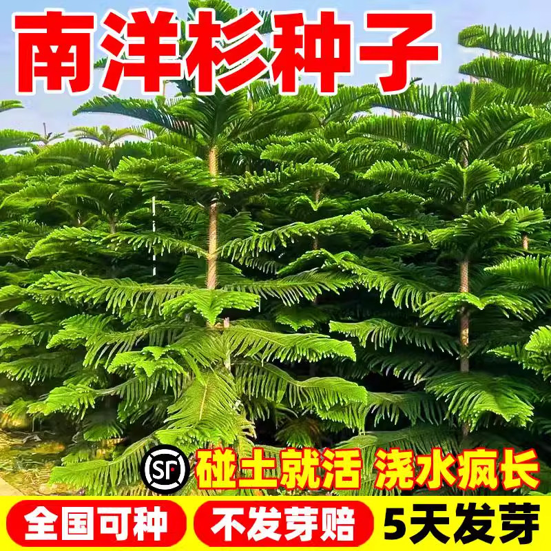 南洋杉种子四季播种多年生杉木种籽庭院景观园林绿化道路树苗造景