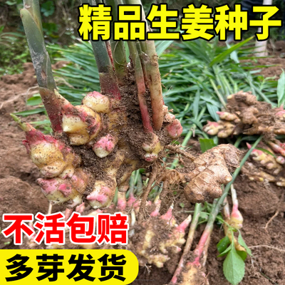 正宗云南小黄生姜种子种植苗带芽