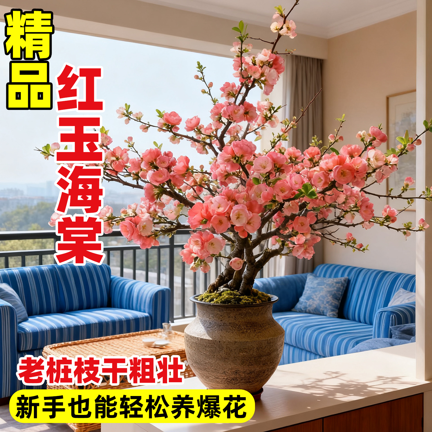 红玉海棠花盆栽树苗名贵好养活苗