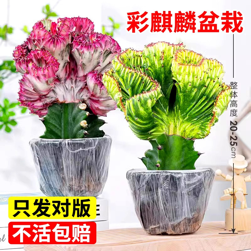 多肉玉麒麟植物盆栽仙人掌彩麒麟图片