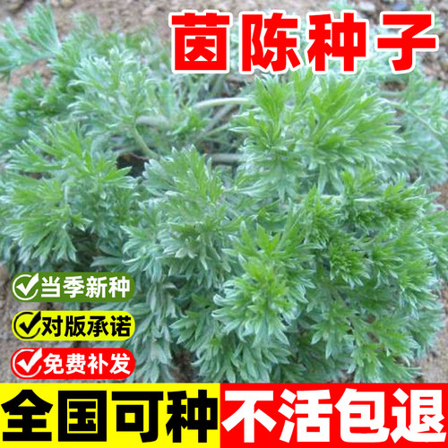 茵陈种子四季种植多年生花卉