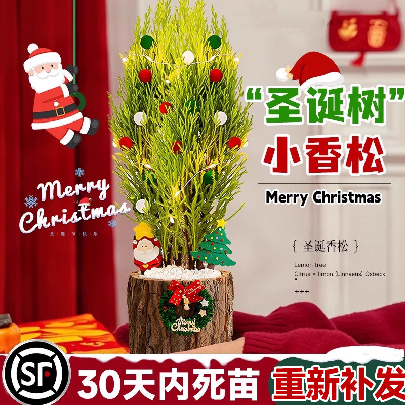 精品小香松室内北欧四季好养图片