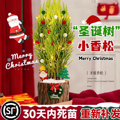 精品小香松室内北欧四季好养