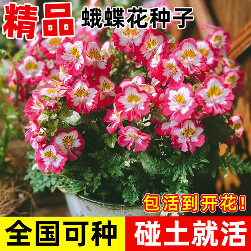 蛾蝶花种子四季易种易活室内外苗
