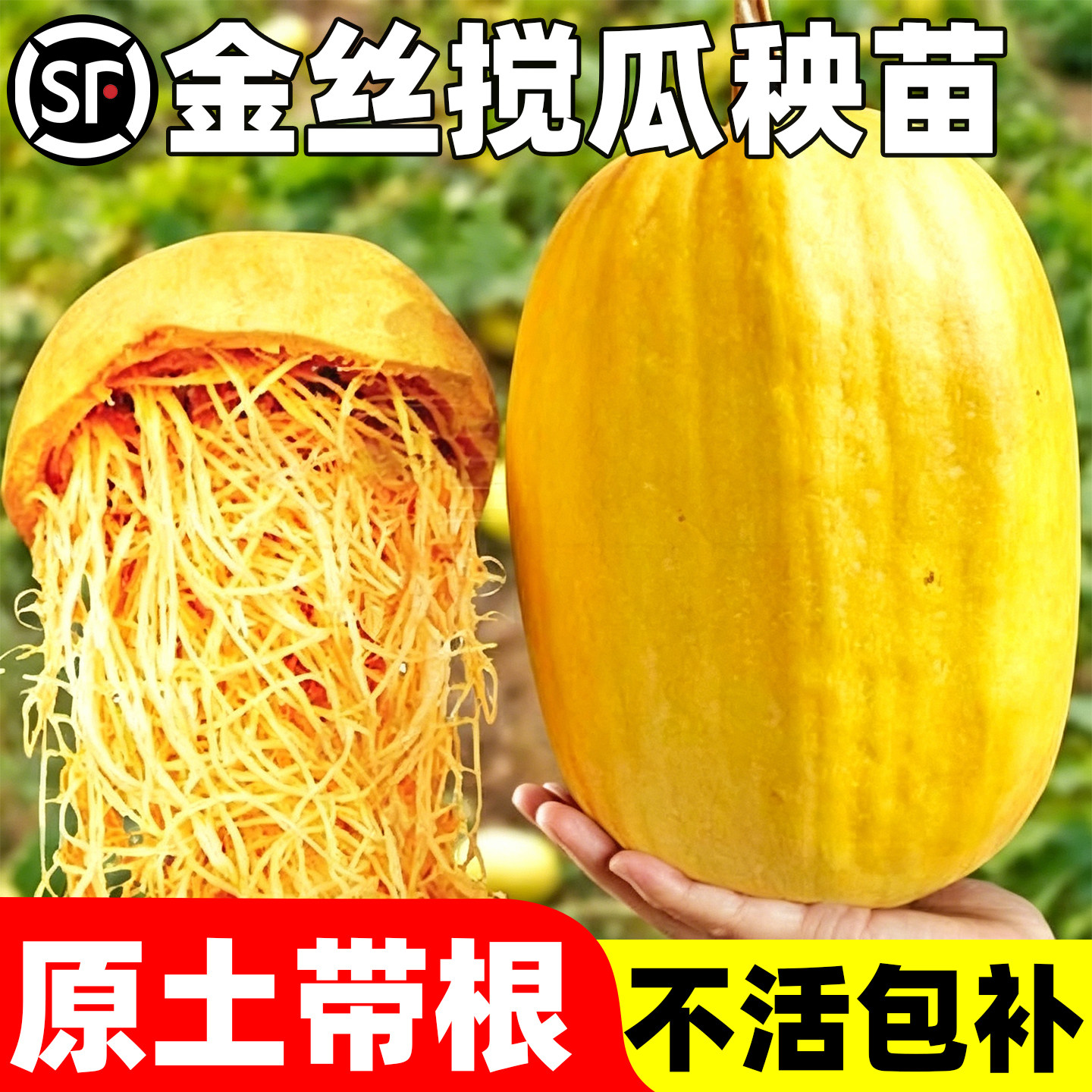 金丝搅瓜秧苗天然粉丝板栗蜜本板栗奶油茭爬藤黄金小南绞瓜种子苗