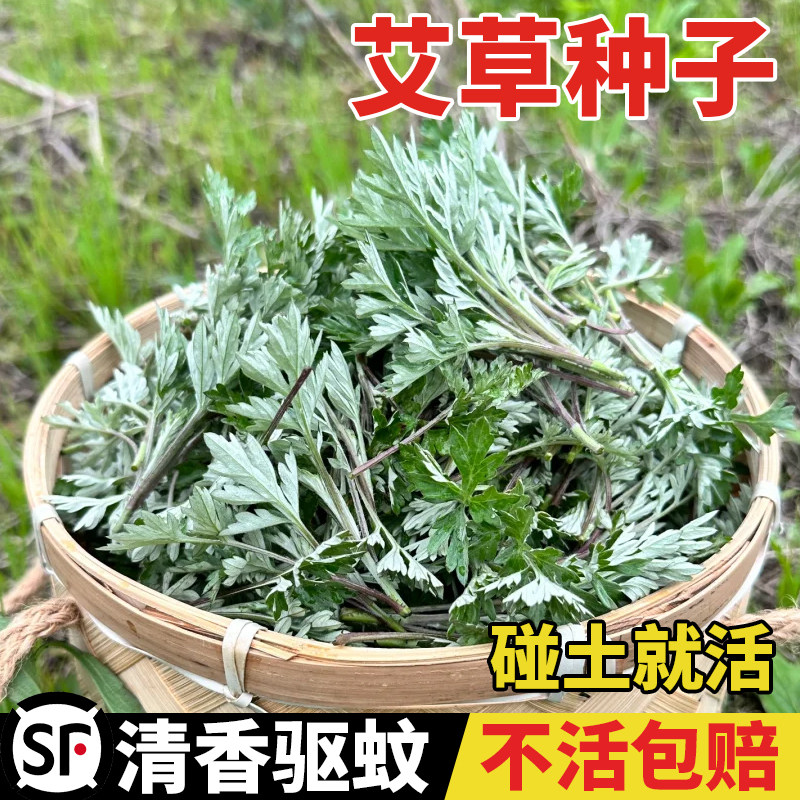 艾草种子食用药用驱蚊草艾叶种籽野生大小叶艾蒿青蒿种植四季驱蚊