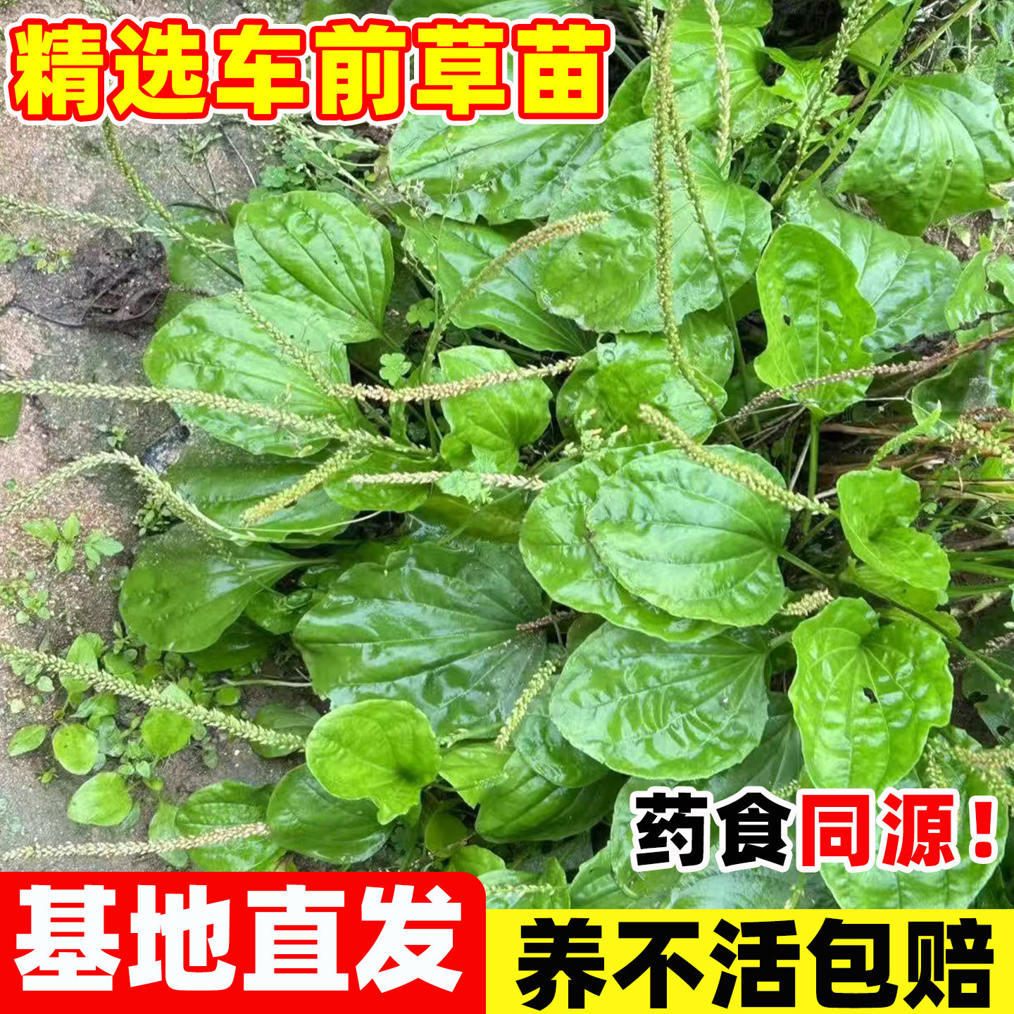 车前草苗可食用植物盆栽新鲜中草药老桩车钱大苗室外阳台庭院绿植