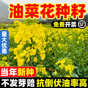 油菜花籽种观赏彩色食用早春油菜花籽榨油菜籽高产室外花海种籽孑