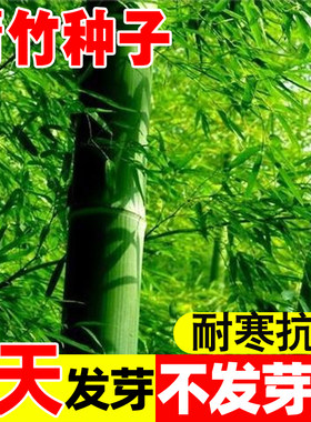 青竹种子四季常青竹子苗庭院院墙