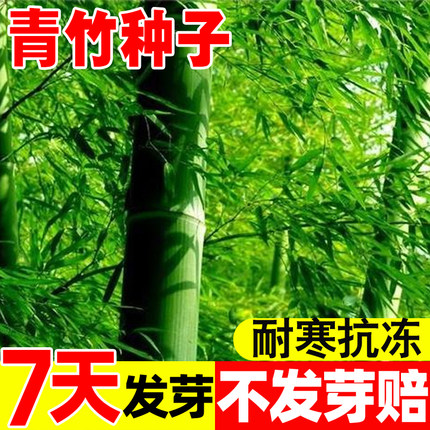 青竹种子四季常青竹子苗庭院室外院墙黄金竹毛竹北方盆栽风景竹子