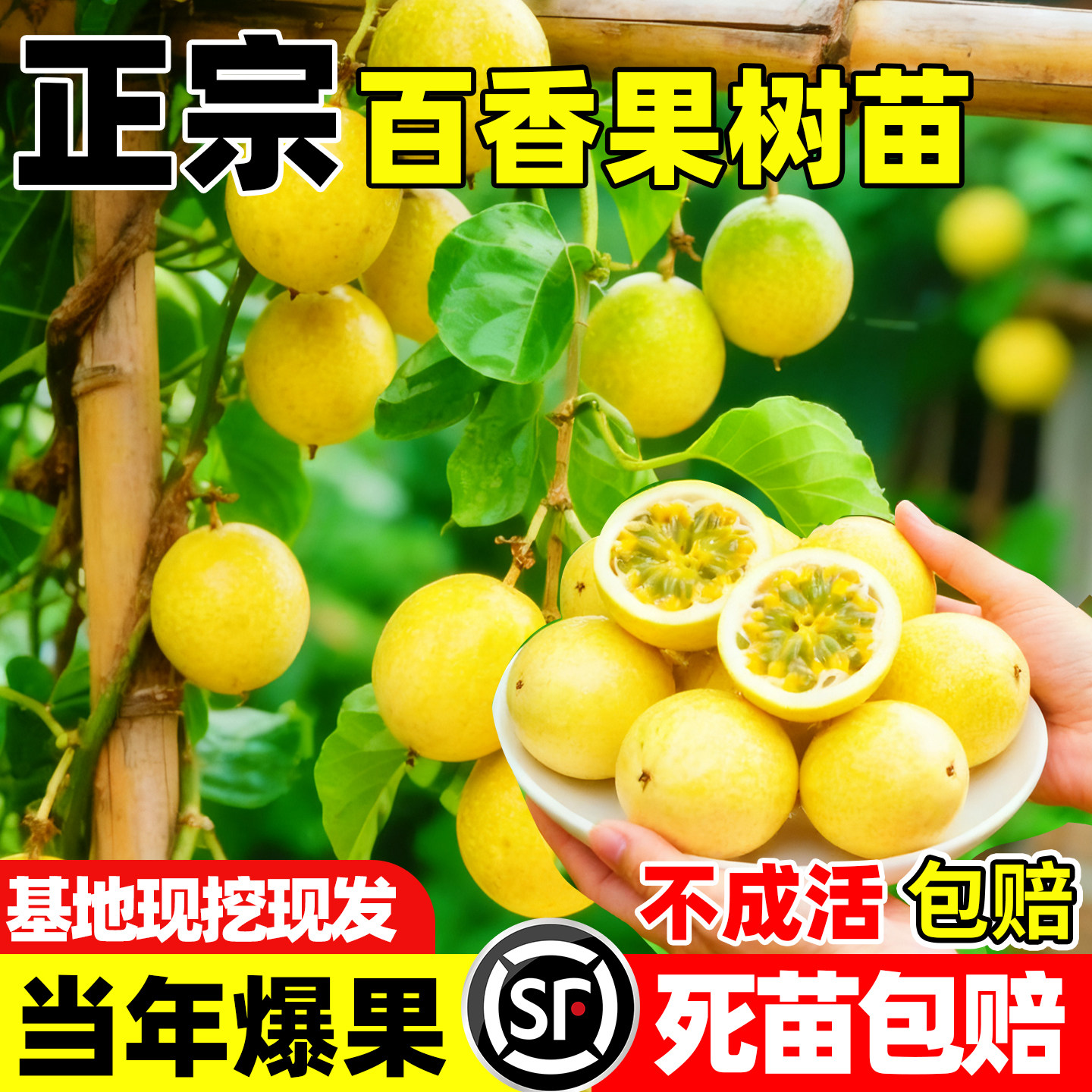 百香果树果苗广西纯甜图片