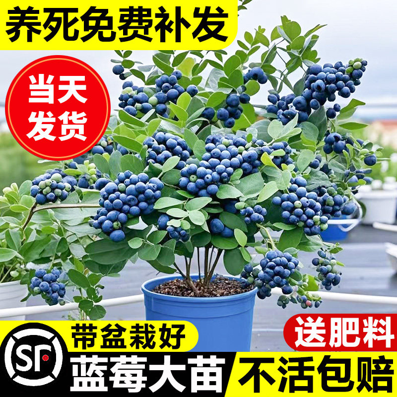 蓝莓树果苗盆栽L25特大号