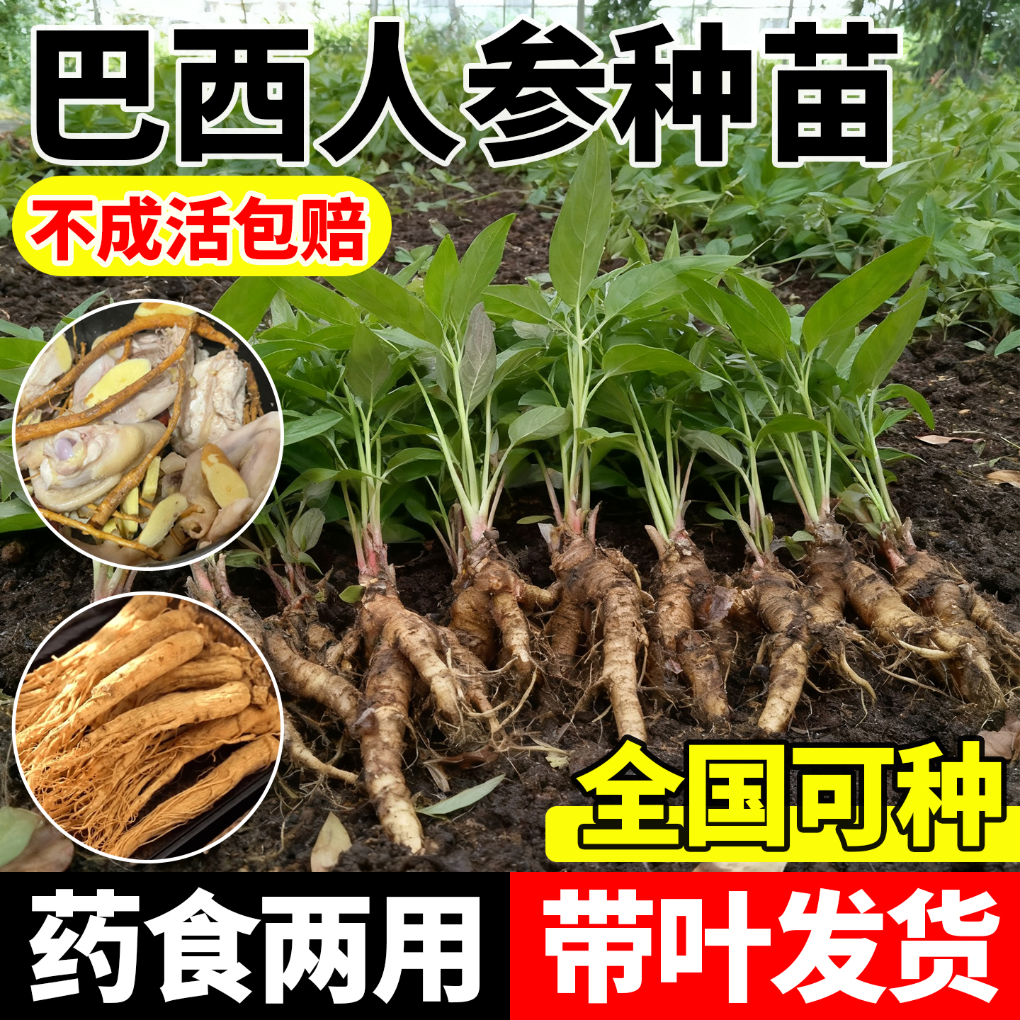 正宗巴西人参树苗仙草肺宝庭院种