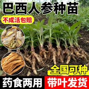 正宗巴西人参树苗仙草肺宝庭院种植带土带盆发货室内盆栽人参种苗