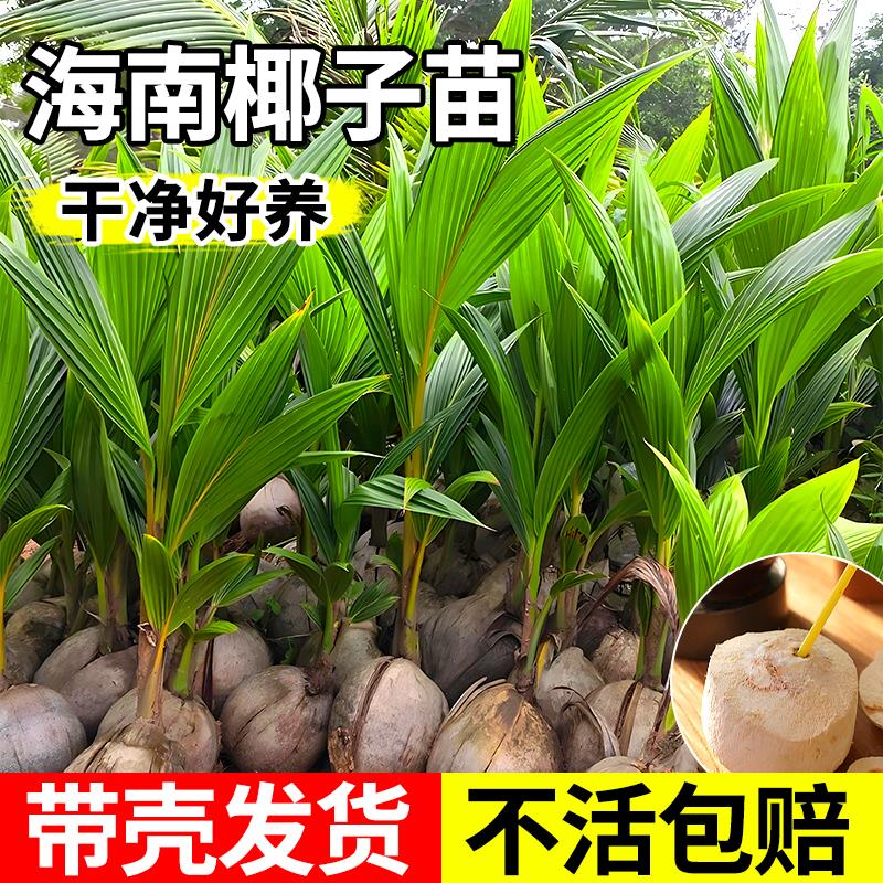 海南椰子苗绿植盆栽发芽椰青椰宝带皮带壳椰子树椰苗室内观赏植物