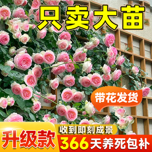 爬藤四季 蔷薇花苗藤本月季 开墙微花特大树苗浓香龙沙玫瑰花卉盆栽