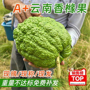 云南香橼果新鲜绿植现摘清供观赏闻香天然香薰可食佛手柑自然清香