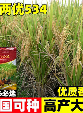荃两优534高产水稻种子可留种常