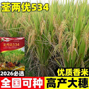 荃两优534高产水稻种子可留种常规直播旱稻种旱谷香米旱稻籽糯谷