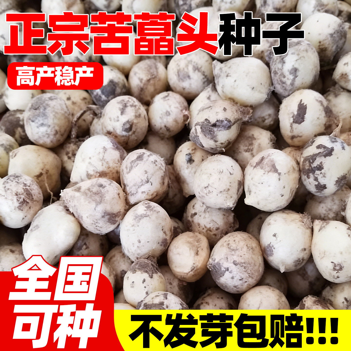 苦藠头种子野葱种籽小根蒜苦胡葱种籽农家蔬菜野山葱薤白野菜种子
