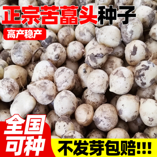 苦藠头种子野葱种籽小根蒜苦胡葱种籽农家蔬菜野山葱薤白野菜种子