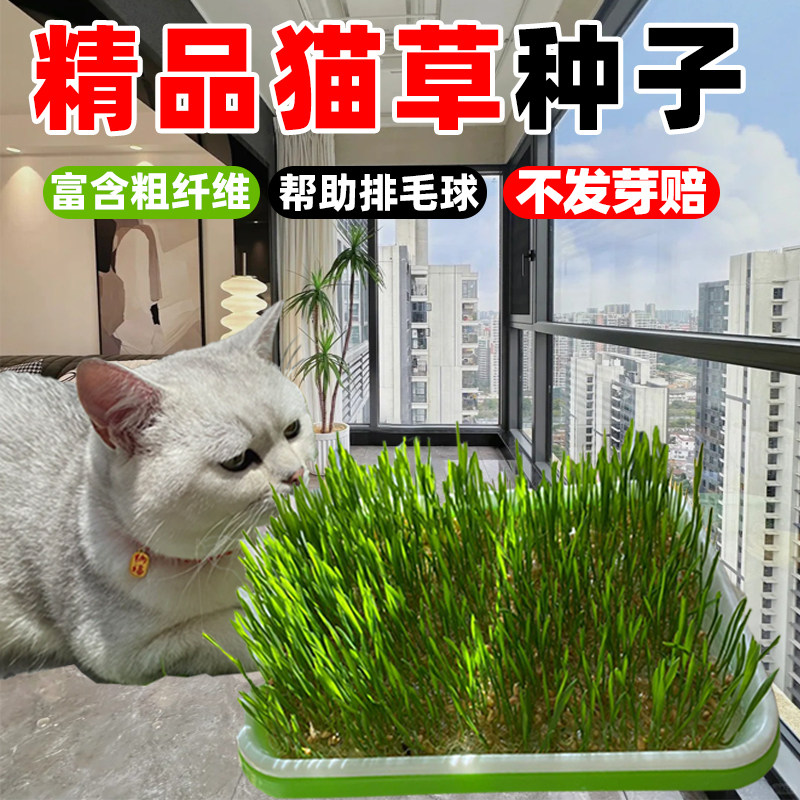 猫草种子小麦草种籽大麦芽苗菜籽图片