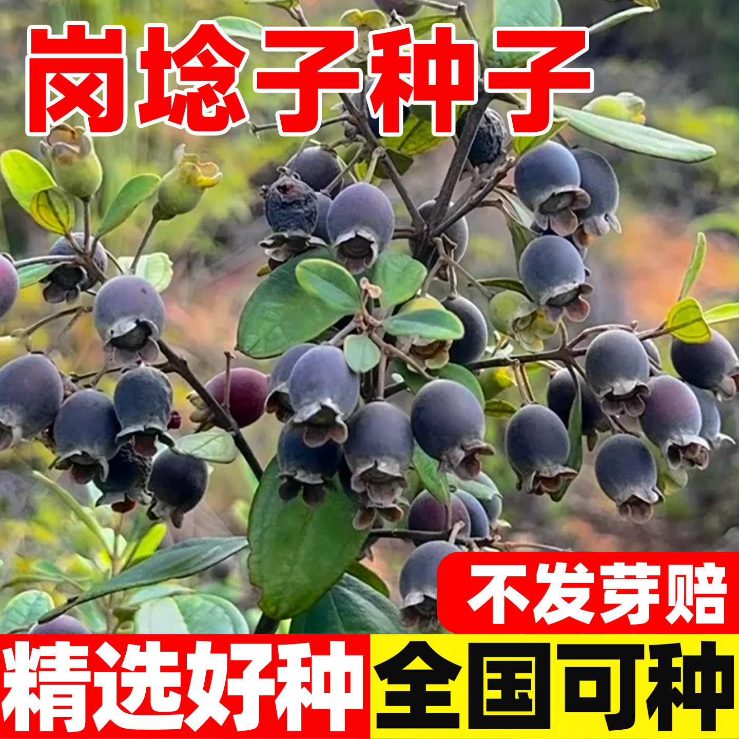 岗捻子种子山棯子果种孑多尼山念子果当泥桃金娘捻子南方野果种子
