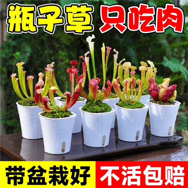 食虫植物瓶子草盆栽怪异捕