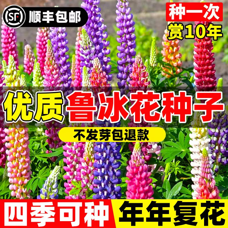 鲁冰花种子四季播种花籽羽扇豆花卉植物阳台庭院易活开花不断种籽