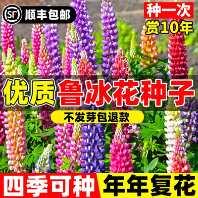鲁冰花种子四季播种易活羽扇
