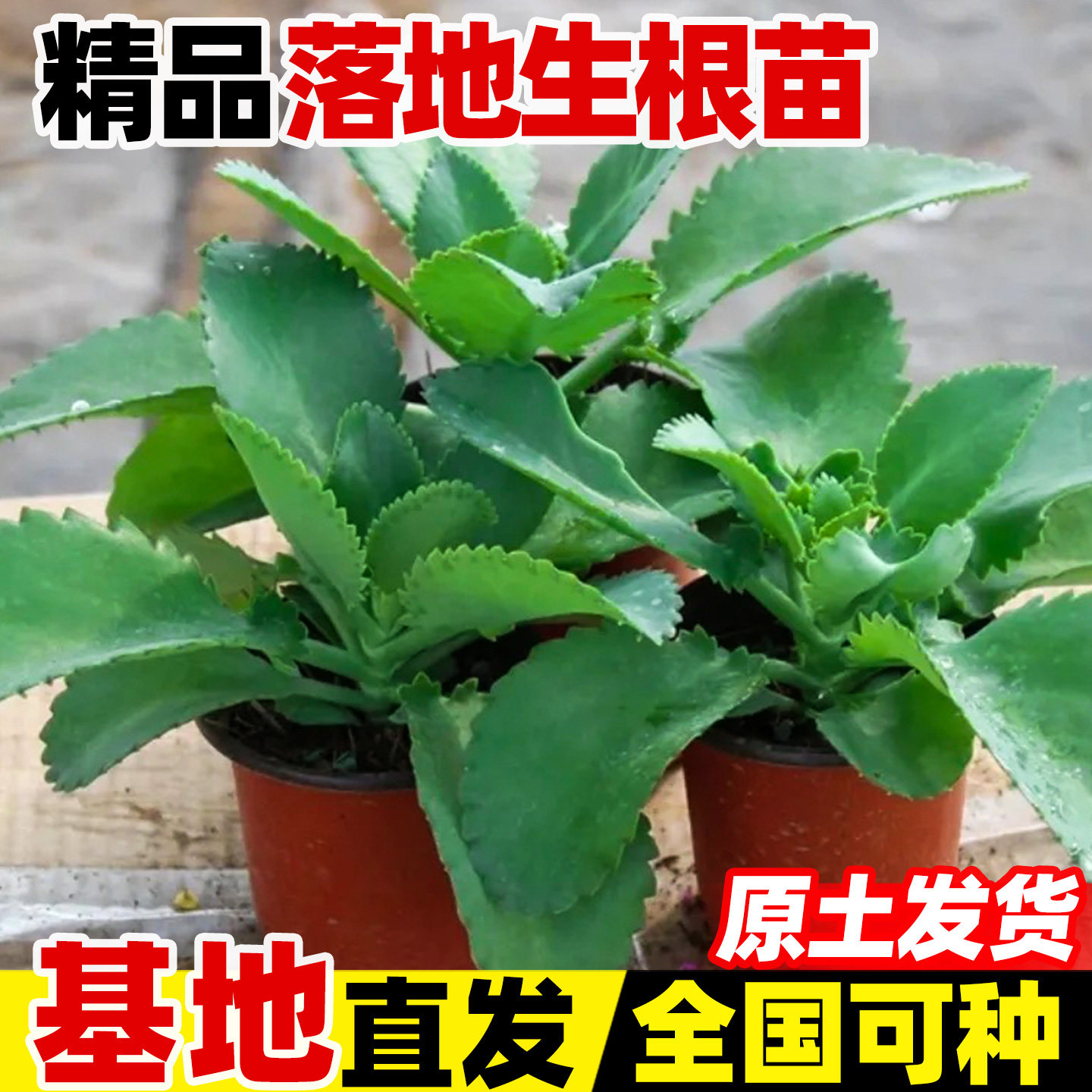 落地生根苗药用四季大叶不死鸟打不死植物天灯笼现采枝叶中草药苗