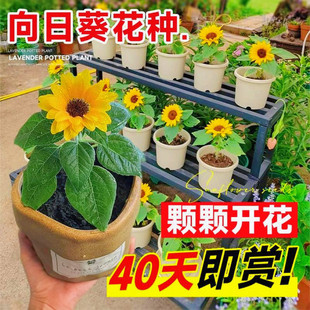 向日葵种子一举夺魁向日葵种子阳台盆栽四季播开花观赏食用葵花籽