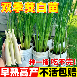 茭白苗种浙江室外绿植双季单季秧苗蔬菜种籽子四季早熟野交白种苗