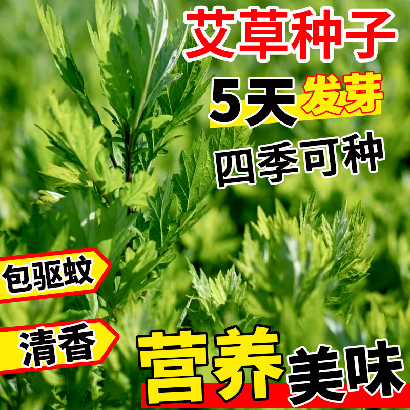 艾草种子种植食用艾草种籽药用艾草种孑大叶艾蒿青蒿四季驱蚊草苗