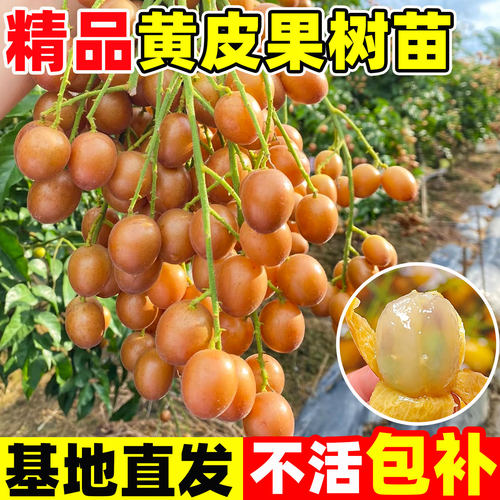 黄皮果树苗正宗广西鸡心嫁