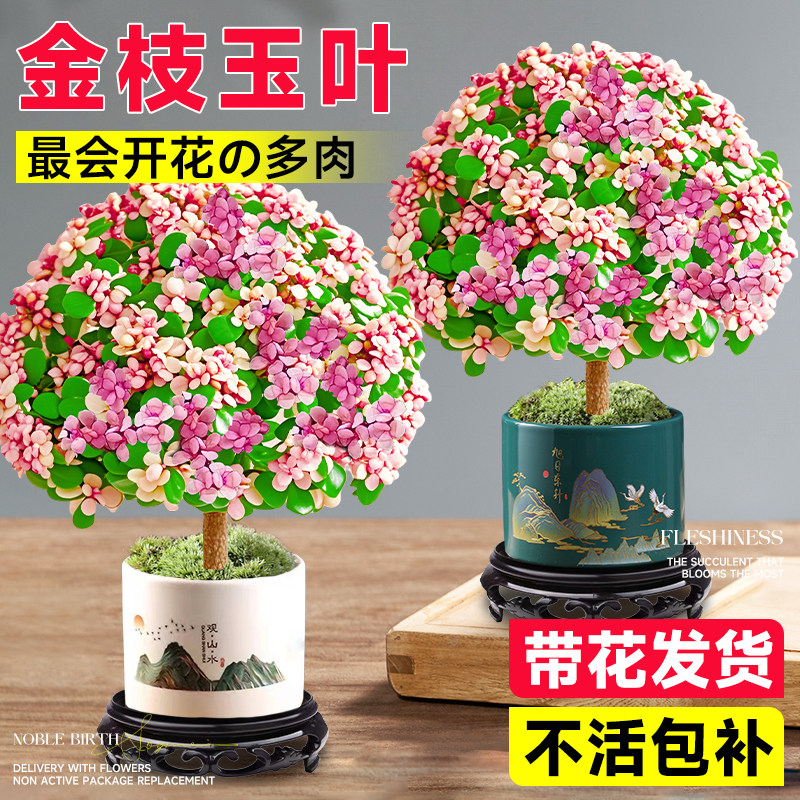 金枝玉叶盆栽老桩盆景树苗小多肉图片