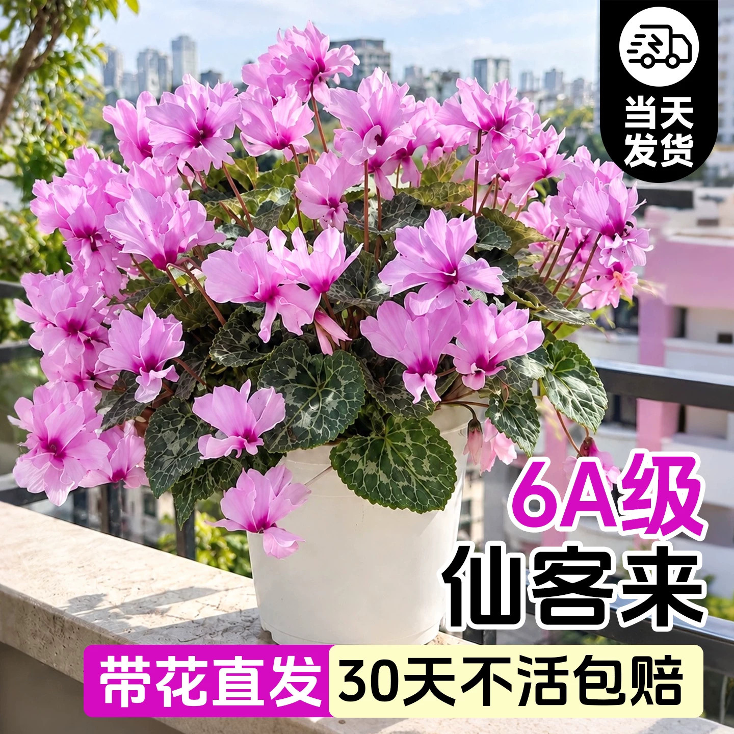 仙客来盆栽带花重瓣特大号桌面四季苗室内绿植懒人适合养的花植物