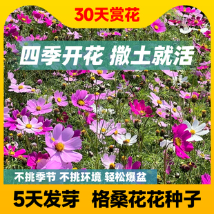 格桑花种籽子七彩野花组合四季播种开花庭院花草种波斯菊花种子孑