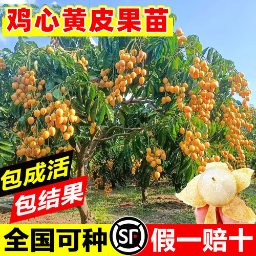 广东鸡心黄皮果苗四季好养