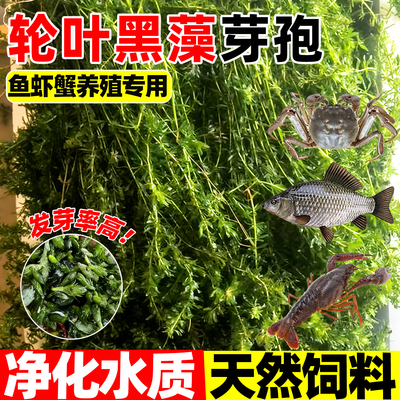 轮叶黑藻芽孢灯笼泡草鱼虾养殖鱼