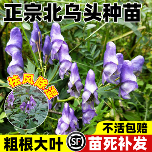 北乌头种苗中草药植物鸡头草蓝附子草乌种苗庭院四季种植观赏花卉