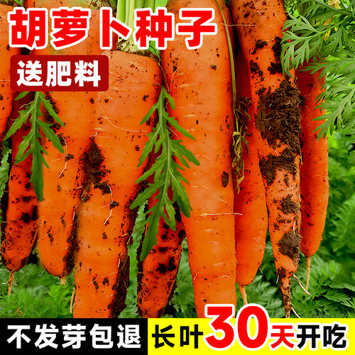 胡萝卜种子水果蔬菜红缨萝卜大全