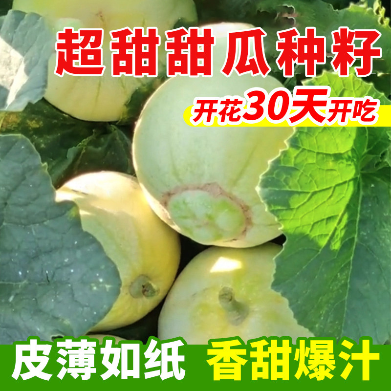 日本甜宝甜瓜种籽冰糖绿宝石羊角蜜种子薄皮香瓜四季播脆甜早熟苗