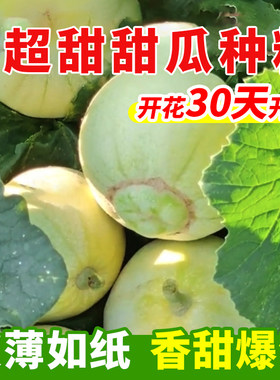 日本甜宝甜瓜种籽冰糖绿宝石种子